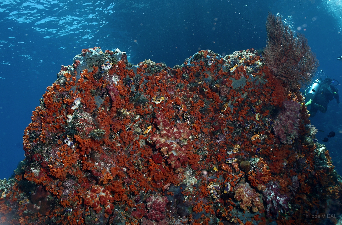 Raja Ampat 2016 - Corail - IMG_4313_rc.jpg